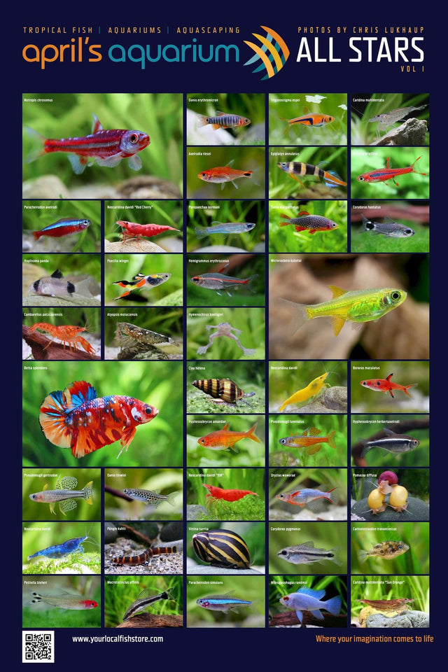 Aprils Aquarium "All Stars" Poster Volume 1 by Chris Lukhaup