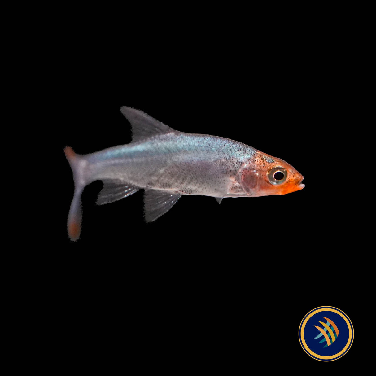 Asian Rummy Nose Rasbora (Sawbwa Resplendens)