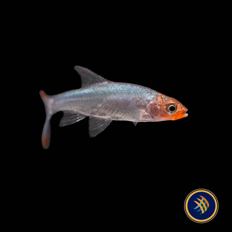 Asian Rummy Nose Rasbora (Sawbwa Resplendens)