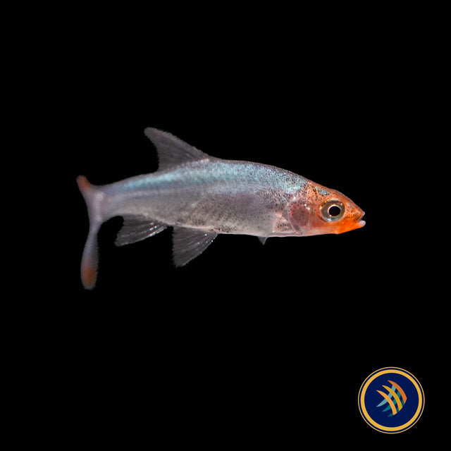 Asian Rummy Nose Rasbora (Sawbwa Resplendens)