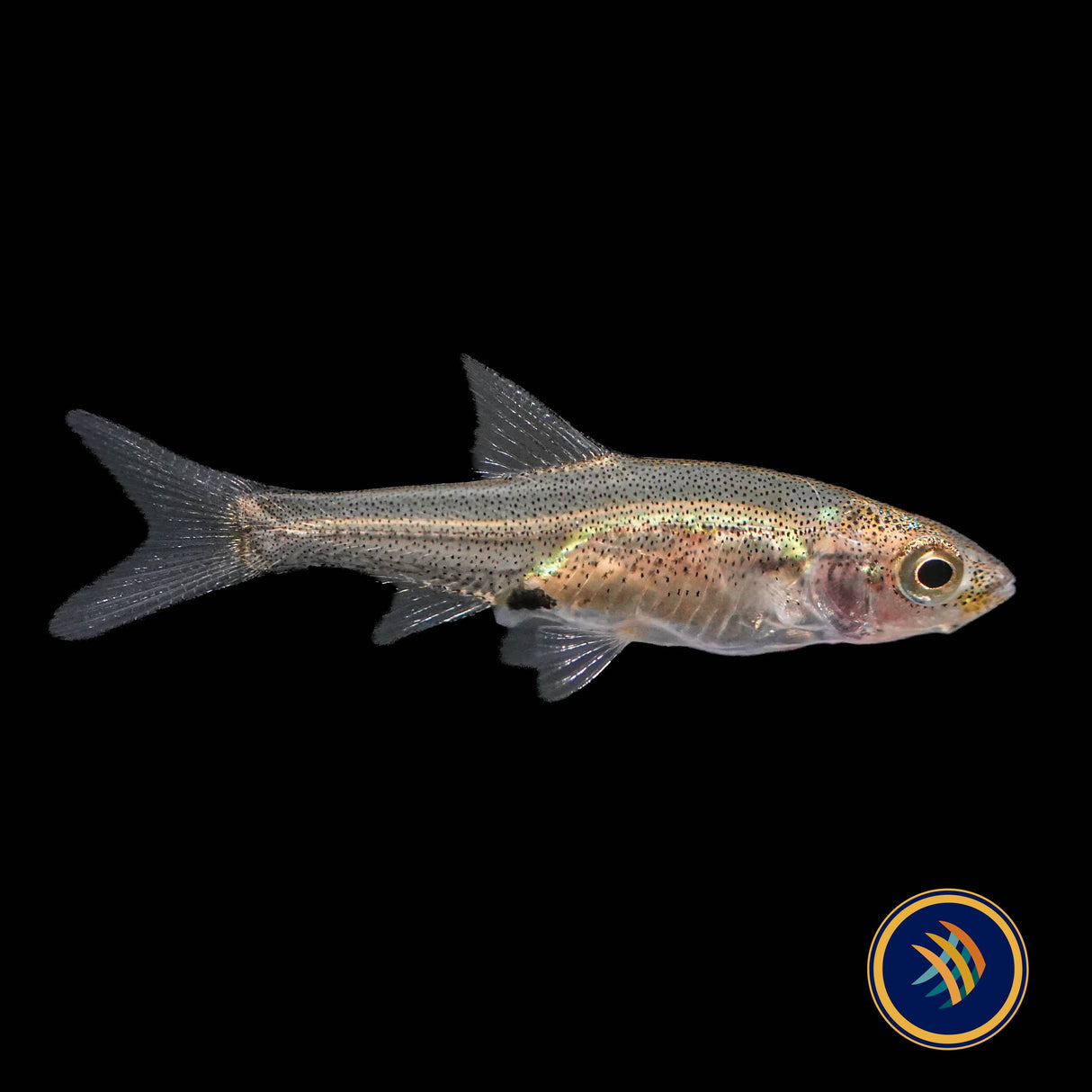 Asian Rummy Nose Rasbora (Sawbwa resplendens) 2-2.5cm