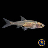 Asian Rummy Nose Rasbora (Sawbwa resplendens) 2-2.5cm