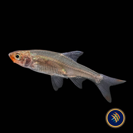 Asian Rummy Nose Rasbora (Sawbwa resplendens) 2-2.5cm