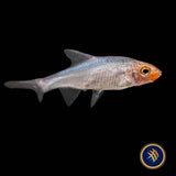 Asian Rummy Nose Rasbora (Sawbwa resplendens) 2-2.5cm