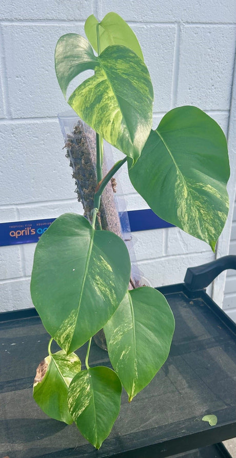 W.Y.S.I.W.Y.G. 102  Monstera Aurea Large | Potted Plants | Largest Tropical Fish Selection at Your Local Fish Store