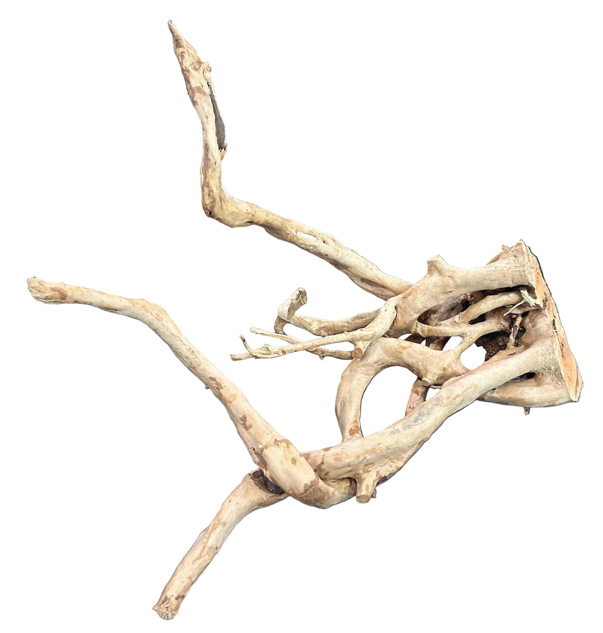  Large Piece of Spiderwood