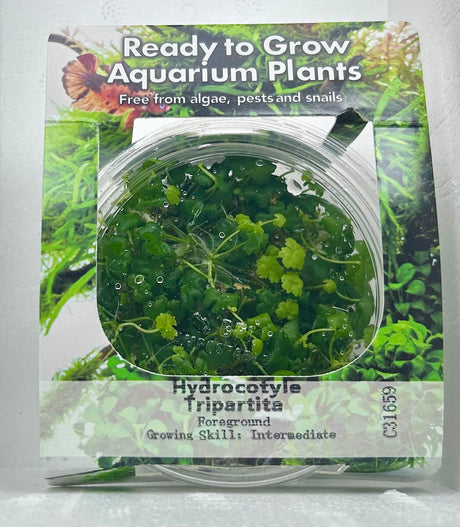 Hydrocotyle tripartita Tissue Culture - C31659 | Tissue Cultures | Largest Tropical Fish Selection at Your Local Fish Store