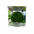 Hemianthus micranthemoides Tissue Culture 