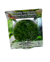 Hemianthus micranthemoides Tissue Culture 