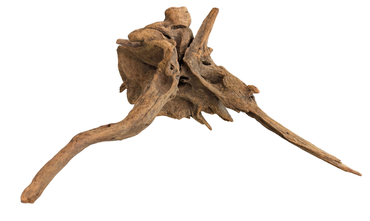 W.Y.S.I.W.Y.G.- 611 -Large Piece of Spiderwood | Substrates & Hardscape | Largest Tropical Fish Selection at Your Local Fish Store