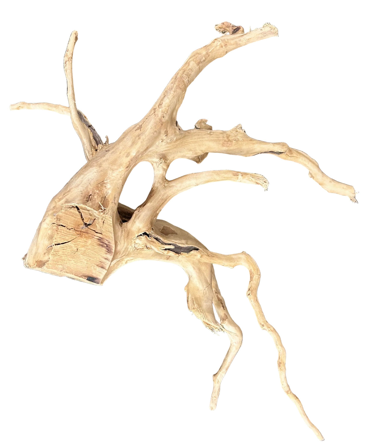  Large  Piece of Spiderwood