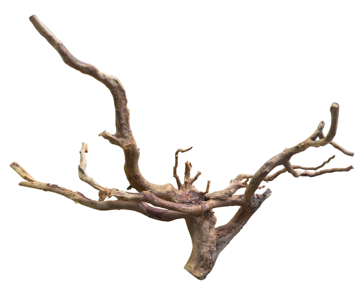 Medium Spiderwood