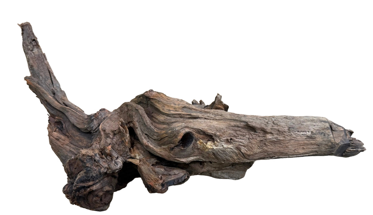  Malaysian Mangrove Wood