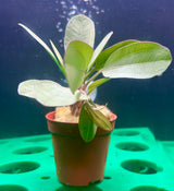 Echindorus 'Klenier Bar' 