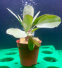 Echindorus 'Klenier Bar' 