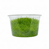 Ulricularia graminifolia Tissue Culture - C31555 | Tissue Cultures | Largest Tropical Fish Selection at Your Local Fish Store