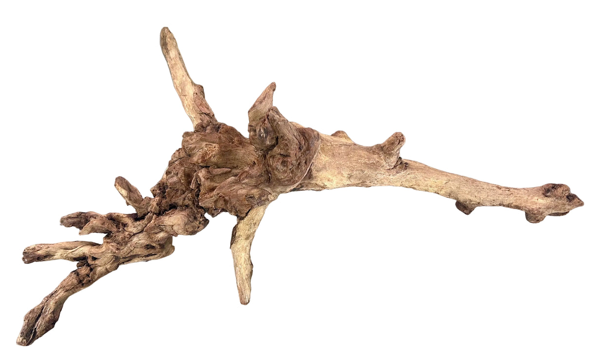 Malaysian Mangrove Sinking Driftwood
