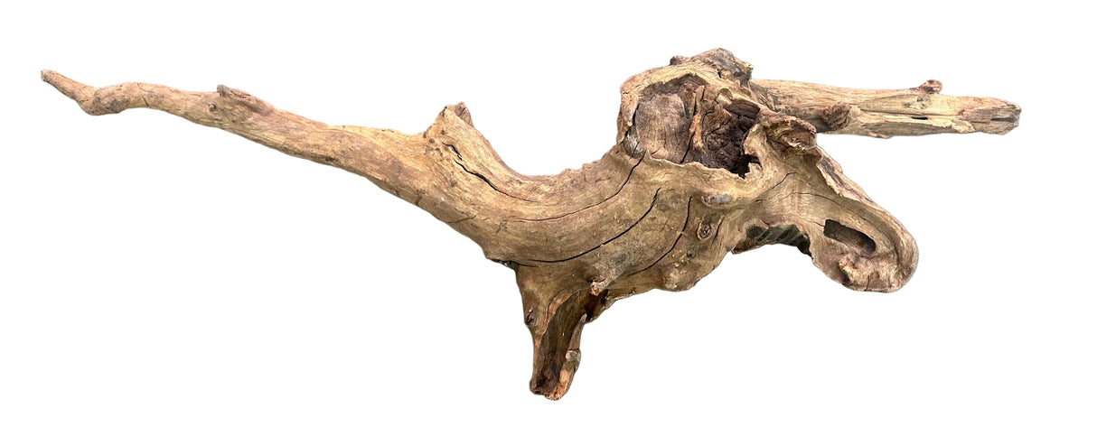  Malaysian Mangrove Sinking Driftwood
