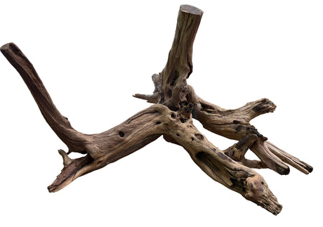 Malaysian Mangrove Sinking Driftwood