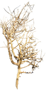 Thailand Branch Wood