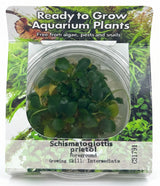 Schismatoglottis prietoi Tissue Culture - C31791 | Tissue Cultures | Largest Tropical Fish Selection at Your Local Fish Store