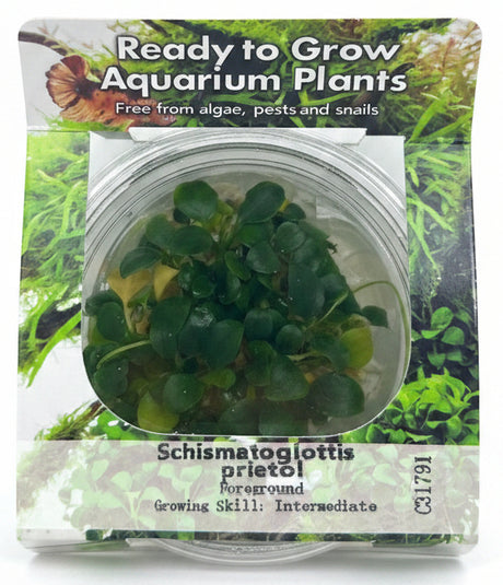 Schismatoglottis prietoi Tissue Culture - C31791 | Tissue Cultures | Largest Tropical Fish Selection at Your Local Fish Store