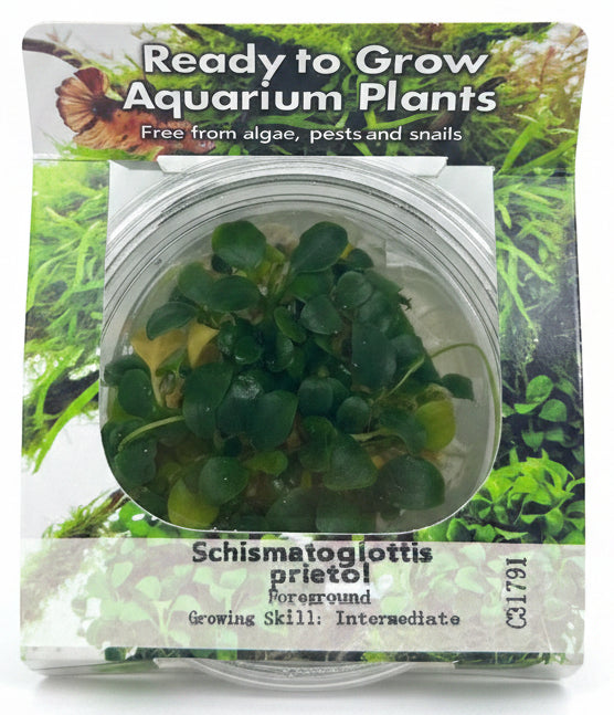 Schismatoglottis prietoi Tissue Culture - C31791 | Tissue Cultures | Largest Tropical Fish Selection at Your Local Fish Store