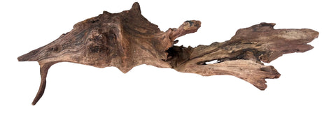 Malaysian Mangrove Sinking Driftwood