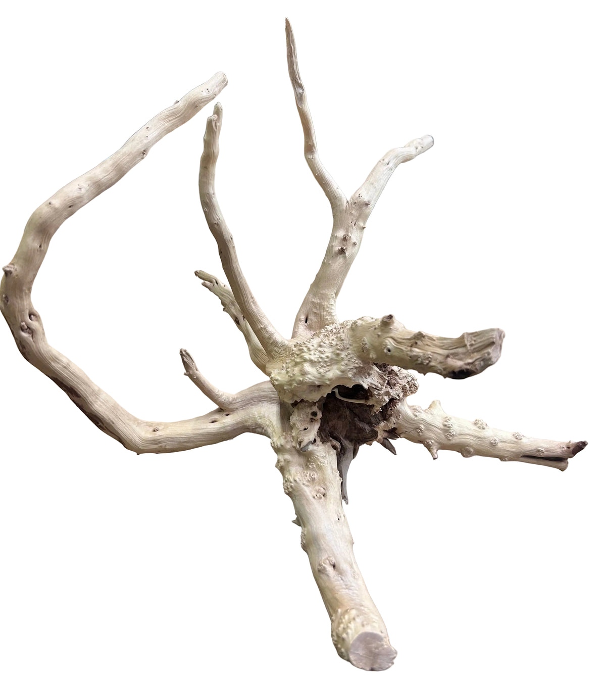 Piece of Spiderwood