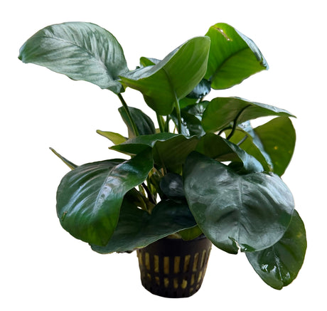 Anubias barteri var. barteri '- Large Mother Plant 