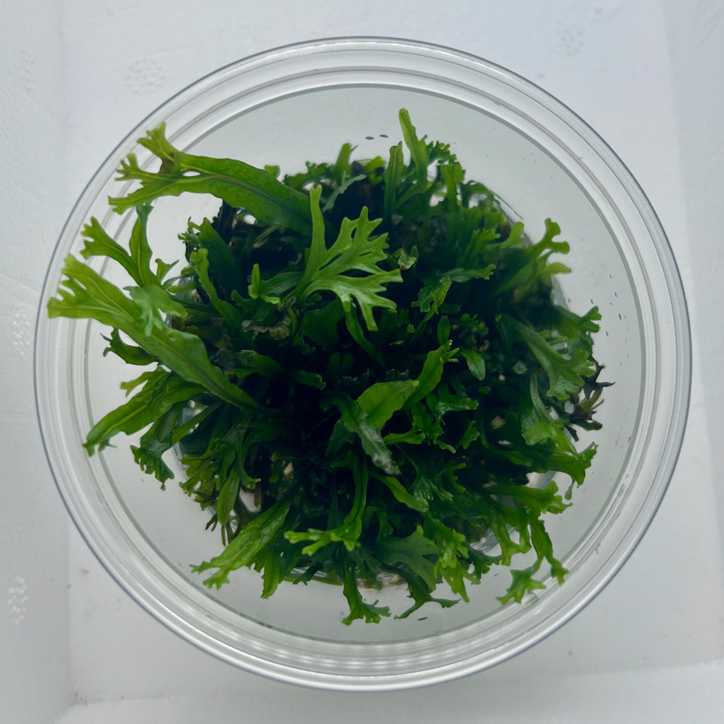 Microsorum pteropus 'Windelov' Tissue Culture -  C3844 | Tissue Cultures | Largest Tropical Fish Selection at Your Local Fish Store