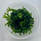 Microsorum pteropus 'Windelov' Tissue Culture -  C3844 | Tissue Cultures | Largest Tropical Fish Selection at Your Local Fish Store