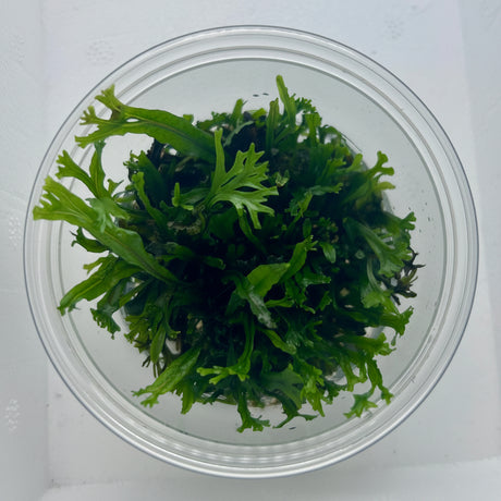 Microsorum pteropus 'Windelov' Tissue Culture -  C3844 | Tissue Cultures | Largest Tropical Fish Selection at Your Local Fish Store