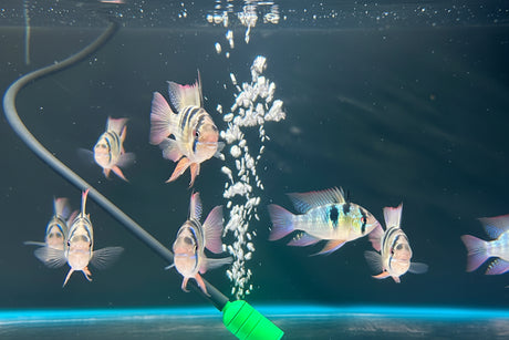 Holland Ramirezi (Mikrogeophagus ramirezi)