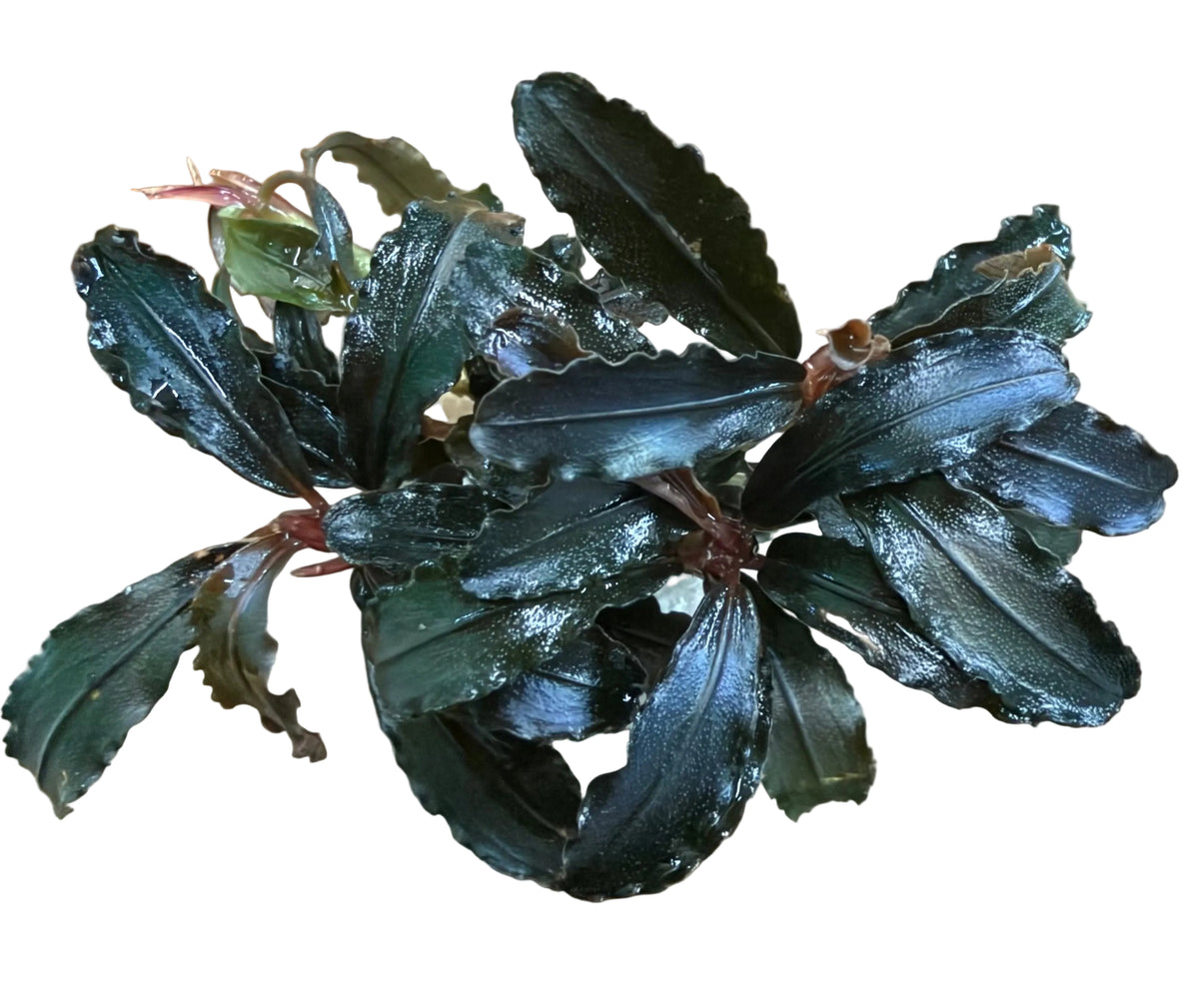 Bucephalandra Kedakang  - Bare Root - WL1782