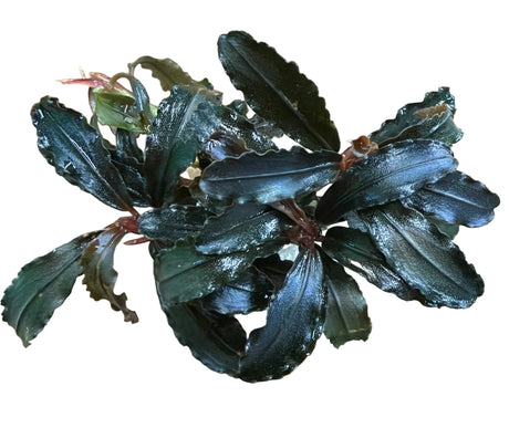 Bucephalandra Kedakang  - Bare Root - WL1782