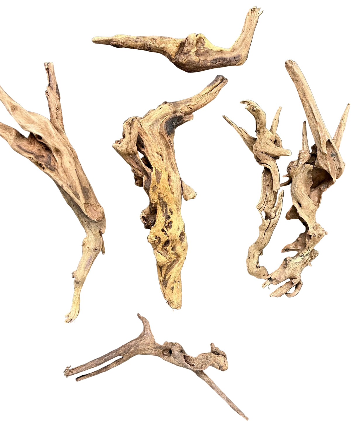 Malaysian Mangrove Sinking Driftwood