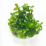 Bacopa caroliniana Tissue Culture - C3646 | Tissue Cultures | Largest Tropical Fish Selection at Your Local Fish Store