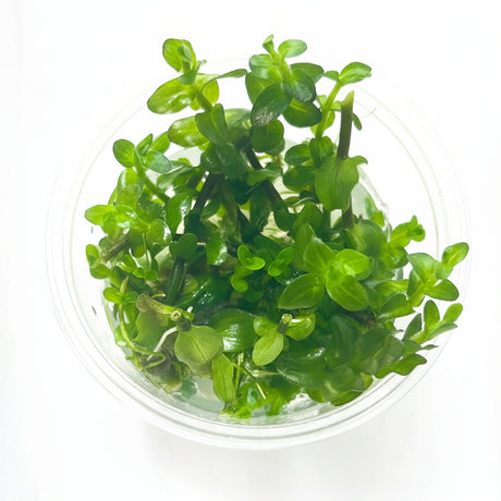 Bacopa caroliniana Tissue Culture - C3646 | Tissue Cultures | Largest Tropical Fish Selection at Your Local Fish Store