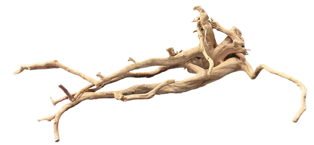  Large Piece of Spiderwood