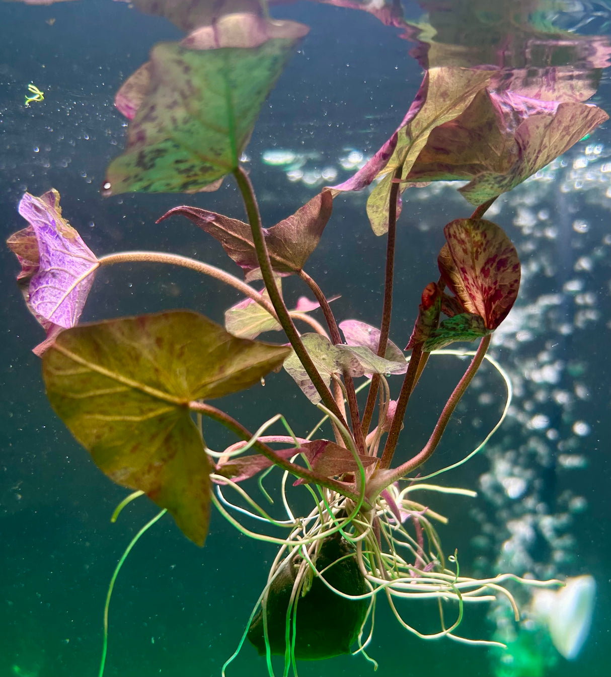 Nymphaea 'Tiger lotus red'- with bulb Potted - WP361 | Potted Plants | Largest Tropical Fish Selection at Your Local Fish Store