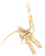 W.Y.S.I.W.Y.G.- 616 -  Piece of Spiderwood | Substrates & Hardscape | Largest Tropical Fish Selection at Your Local Fish Store