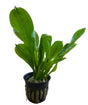 Echindorus Parviflorus "Tropica" 