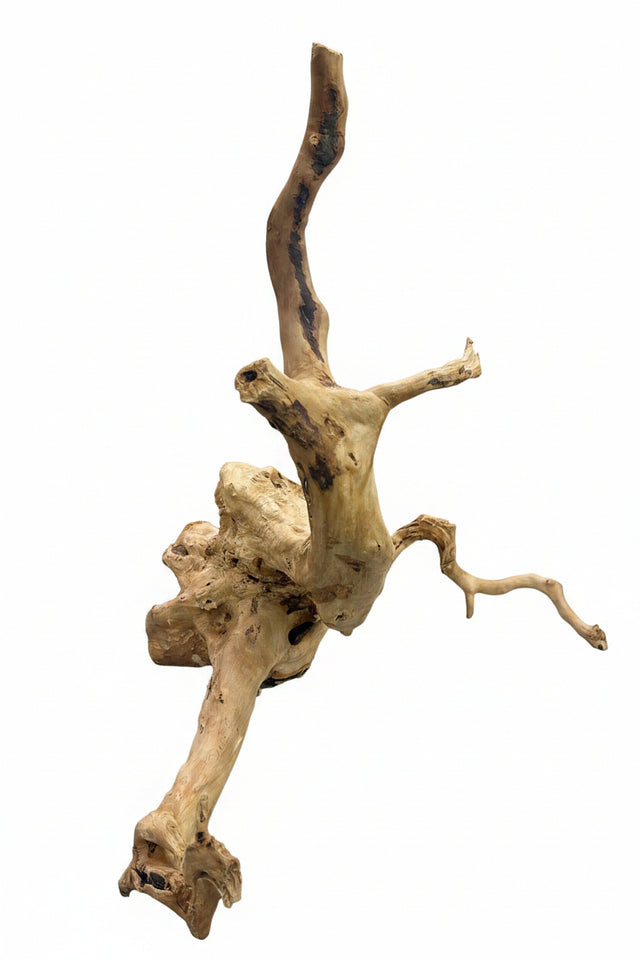 Large Piece of Spiderwood