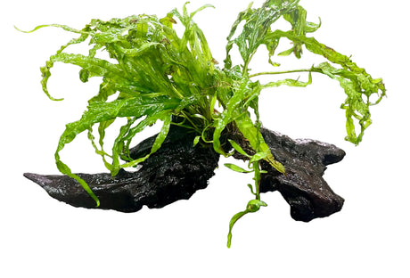 Microsorum pteropus'Windelov' on Driftwood