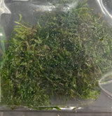 Taxiphyllum sp.'Flame moss' portion 