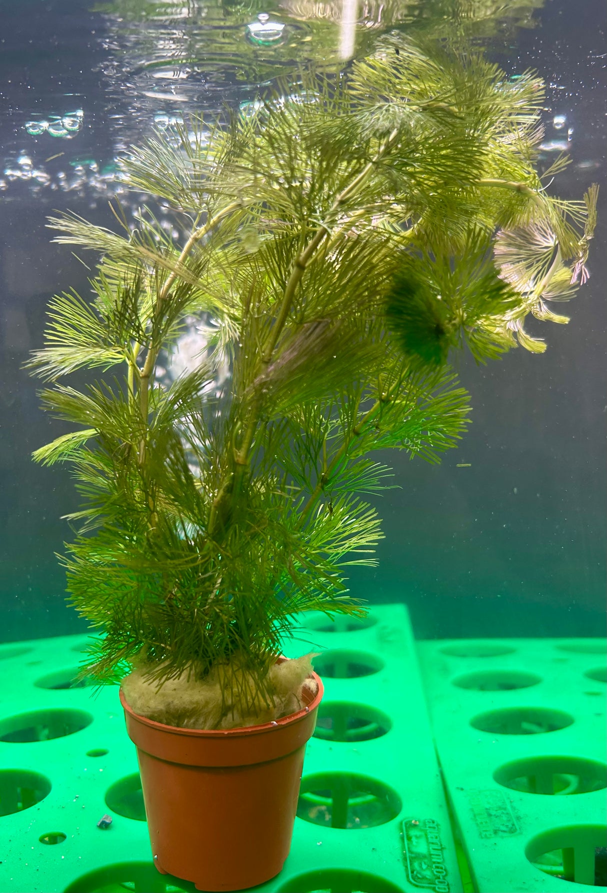 Cabomba palaeformis Potted - WP1046 | Potted Plants | Largest Tropical Fish Selection at Your Local Fish Store