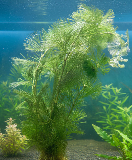 Cabomba palaeformis -  Bare Root  - WL1046 | Potted Plants | Largest Tropical Fish Selection at Your Local Fish Store