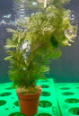 Cabomba palaeformis Potted - WP1046 | Potted Plants | Largest Tropical Fish Selection at Your Local Fish Store