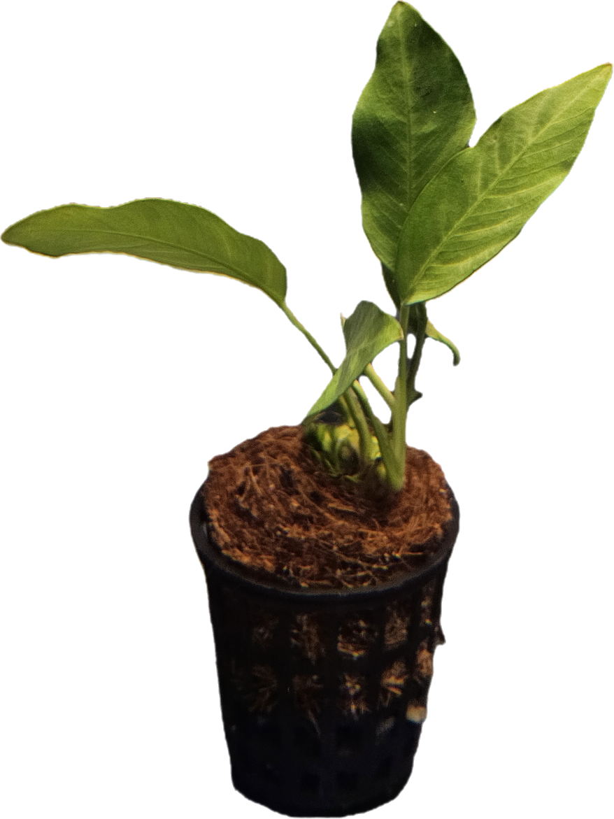 Anubias barteri var barteri